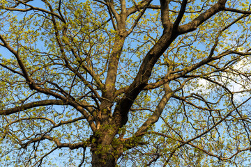 Crown of a large tree with young green leaves. Spring renewal of nature.