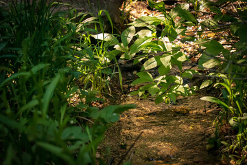 Stream in the forest