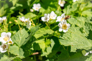 bee on a flower
