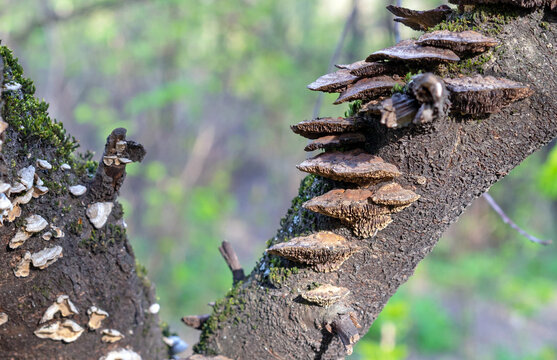 Tree trunk with parasitic mushrooms from the Meruliaceae family.
