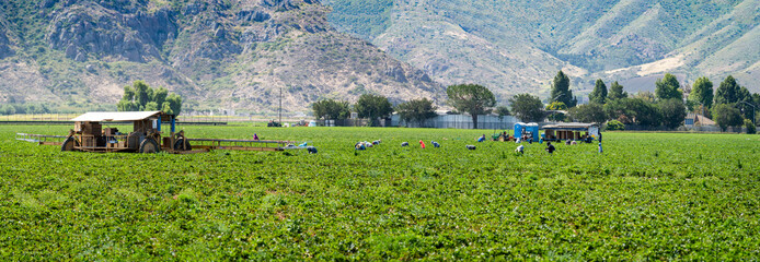 Farm workers harvesting organic strawberries from California fields at base of mountains