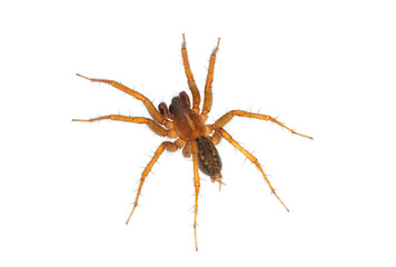 Mediterranean funnel weaver spider isolated on white background, Lycosoides coarctata male