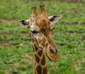 portrait of a giraffe