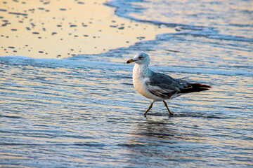 seagull on the beach