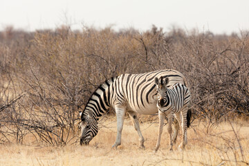 Fototapeta na wymiar Zebra with his child in the Etosha National Park .Namibia.