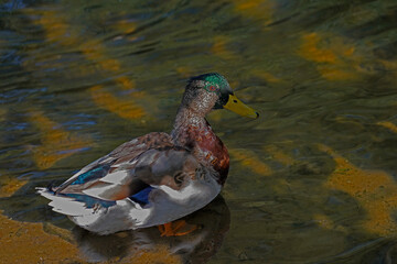 Mallard on a lake in Halle Saale