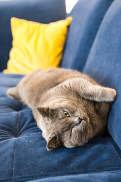 Cat sleeping on the couch