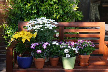 Many different beautiful blooming plants in flowerpots on wooden bench outdoors - obrazy, fototapety, plakaty
