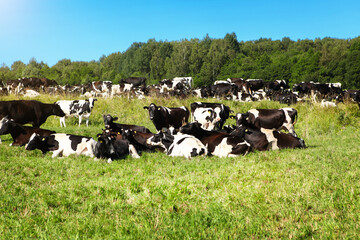 Black and white cows graze on a green meadow with lush grass, in clear sunny weather, against a blue sky.