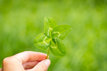 Holding four leave clover, good luck symbol, green background.