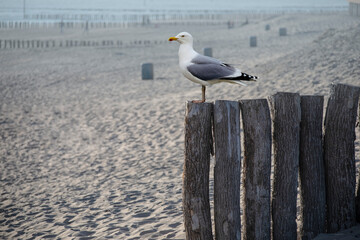 One seagull sits on a old sea pier. The European herring gull, Seagull on the beach pier railing. Close-up of seagull bird.