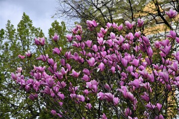 Obraz premium Blooming magnolia tree in a spring garden. 