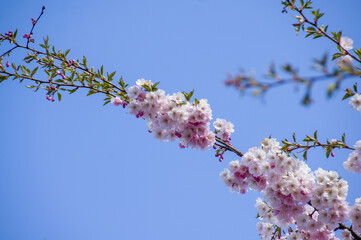 Close-up of sakura tree full in blooming pink flowers