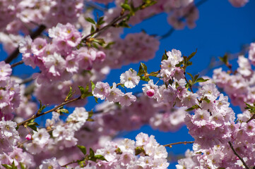 Close-up of sakura tree full in blooming pink flowers