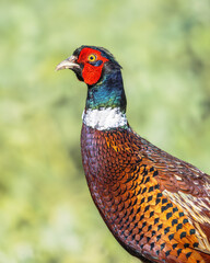 Common Pheasant potrait on green background