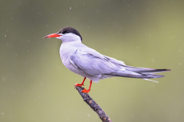 Common Tern perched on branch