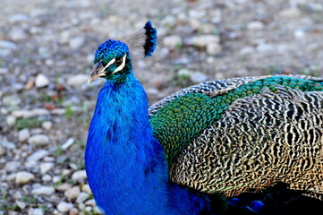 Obraz premium Peacock