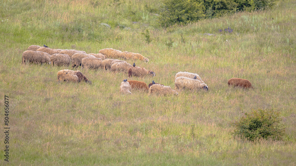 Wall mural herd of sheep grazing in hills