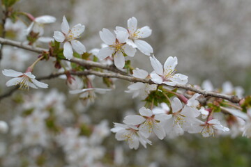 Blooming sakura tree  branch in the botanical garden. Pink and white fruit tree flowers in the spring.