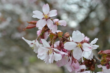 Blooming sakura tree  branch in the botanical garden. Pink and white fruit tree flowers in the spring.