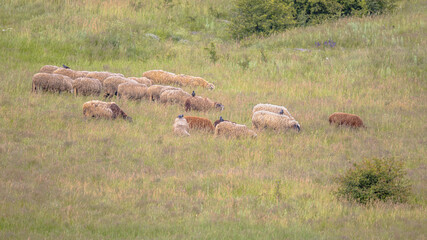Naklejka na ściany i meble Herd of Sheep grazing in Hills