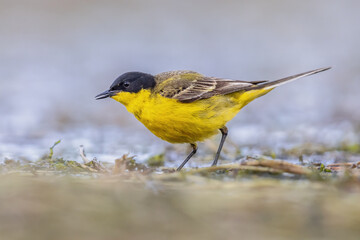 Western Yellow Wagtail bird foraging in lake