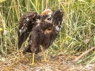 Western marsh harrier