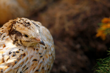 Laying quail in a habitat suitable for the species