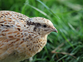 Laying quail in a habitat suitable for the species