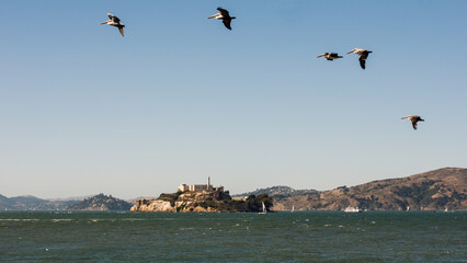 Seaguls over Alcatraz