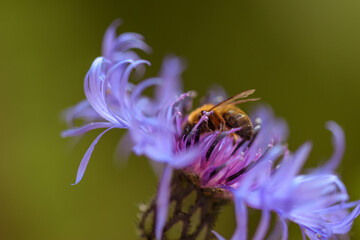 bee on a flower