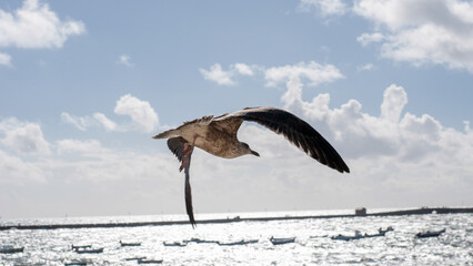 Seagull takeoff Cadiz
