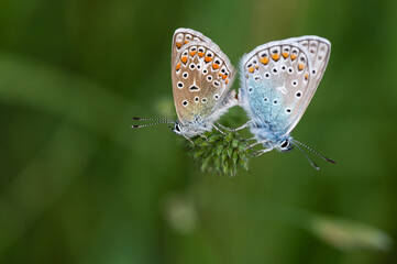 Fototapeta na wymiar Polyommatus icarus - Common blue - Argus bleu - Azuré commun