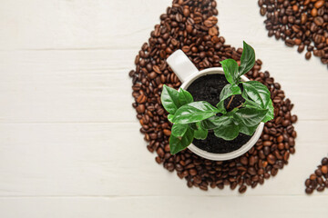 Composition with young coffee tree and beans on light wooden background