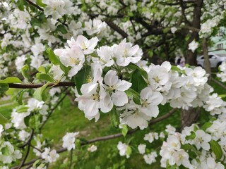 Obraz premium amazing super cute abstract and nice picture photo