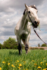 Obraz na płótnie Canvas white horse in the field eating grass