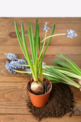 Blooming grape hyacinth plants (Muscari) and soil on wooden table