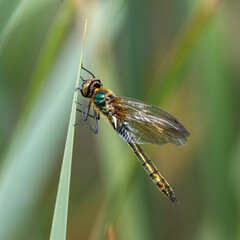 dragonfly on a leaf