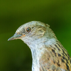 Close up portrait of a. Juvenile sparrow.