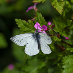 Large white butterfly on flower
