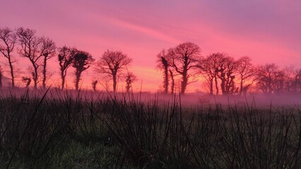 Fototapeta na wymiar Coucher de soleil de couleur très rose avec de la brume rasant les hautes herbes du champ. Photo prise en Novembre 2020 avec un one plus 6.