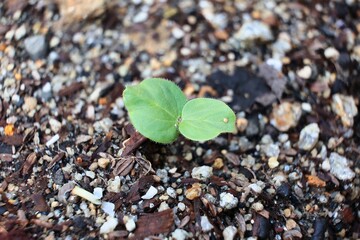 土に植えられた種から目が出た植物の発芽
