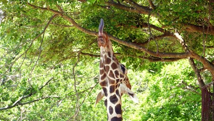 首と舌を伸ばして餌を食べるキリン