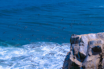 Gaviotas vuelan con el mar de fondo