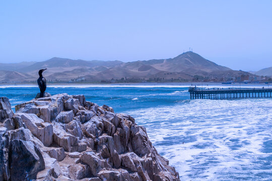Pelicano parado sobre una roca en la playa, ca&ntilde;ete Per&uacute;