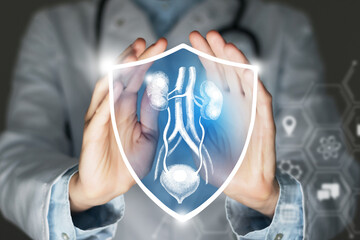 Unrecognizable female doctor holding shield and graphic virtual visualization of Bladder and Kidneys organ in hands.