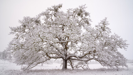 Fototapeta na wymiar Snowy Oak