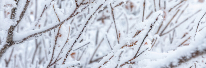 Snow and rime ice on the branches of bushes. Beautiful winter background with twigs covered with hoarfrost. Plants in the park are covered with hoar frost. Cold snowy weather. Cool frosting texture.