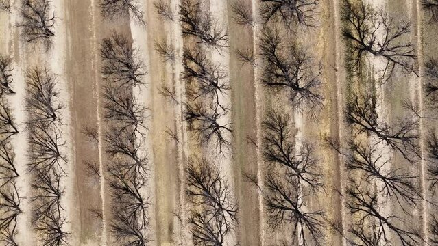 Cinematic drone shot of pecan orchard, downward angle
