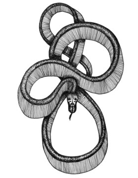 Snake Ink Drawing on white background